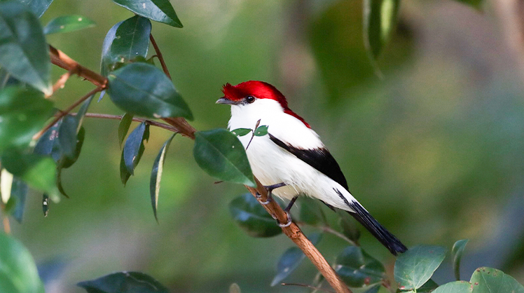 A imagem mostra um exemplar macho do Soldadinho-do-Araripe (Antilophia bokermanni), ave rara muito procurada pelos praticantes de birdwatching. Foto por William Menq.