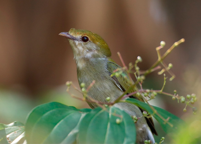 A imagem mostra um exemplar fêmea do Antilophia bokermanni, conhecida popularmente como Lavadeira-da-mata. Ave rara muito procurada pelos praticantes de birdwatching. Foto por William Menq.
